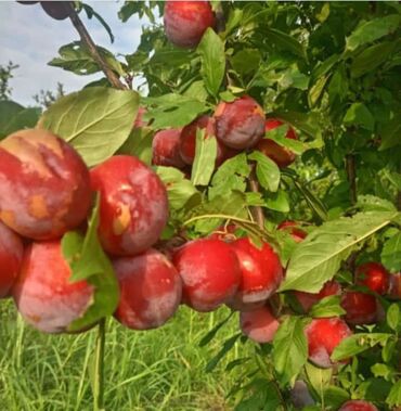 Meyvə və giləmeyvə: Bütün növ meyvə tinglərinin satışı mümkündür. Öz sahəmizdən satırıq — 5