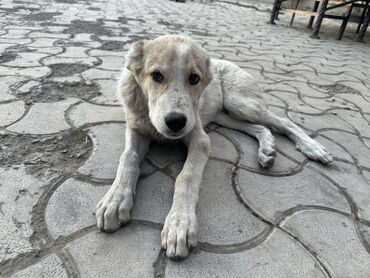 Собаки: Продается щенок алабая с паспортом и со всеми прививками, продадим