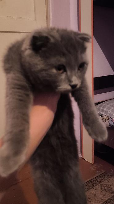 скотиш фолд ош: Шотландский вислоухий котёнок (Scottish Fold), окрас — сплошной серый — 3