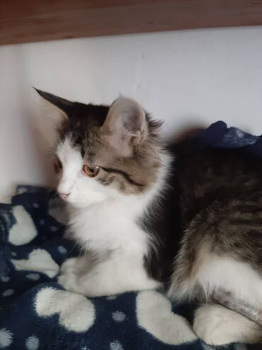 Отдам даром кошку: 2 месяца, Девочка — 11