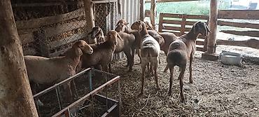 собаки карабалта: Сатам | Ургаачы кой (ургаачы) | Гиссар, Аргын, Эдильбай | Токту — 4