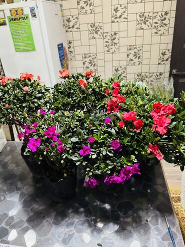 где купить водоросли для аквариума: Азалия комнатная в горшке Кустовые азалии с плотной темно-зеленой