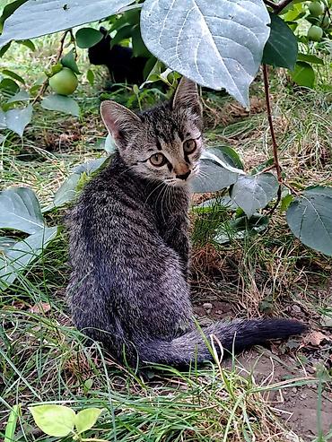 щенки отдам даром: Отдаём котят в хорошие руки. Город Ош. Котятам по 2 месяца. К латку — 2
