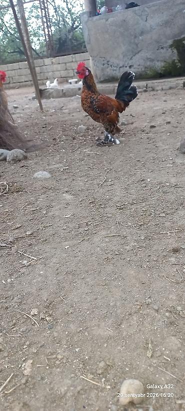 Xoruzlar: Tam sağlam 6 aylıq cır yaponkalar.Unvan Lənkəran Bakıya 20yanvara və — 8