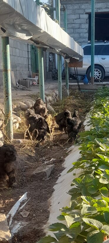 трава для животных: Кара брама жожолор сатылат 2,5айлык акыргы суротто ата энелери 9 шт
