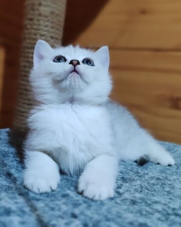 Коты: Продается шотландский котенок в окрасе серебристая