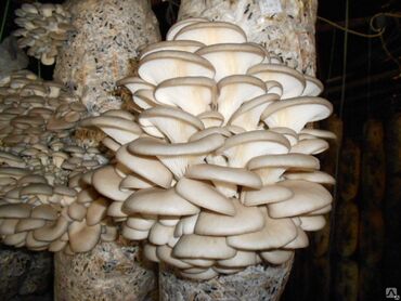 грибы в бишкеке: Грибы Платная доставка