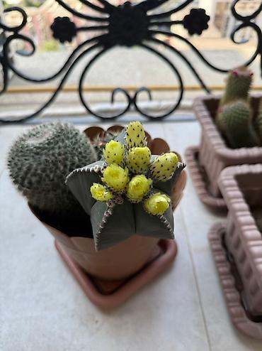 Otaq bitkiləri: Bu dəstə müxtəlif növ kaktuslar daxildir. Hər kaktus özünəməxsus forma — 13