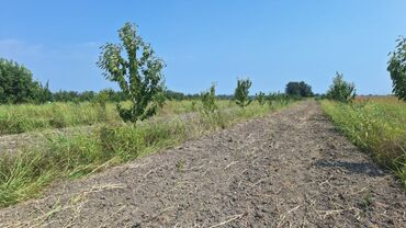 Torpaq sahələrinin satışı: 508 sot, Kənd təsərrüfatı, Kupça (Çıxarış) — 16