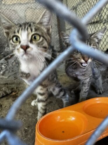 Pişiklər: Tabbi, Erkək, Dişi, Yaxşı əllərə, Pulsuz çatdırılma -da lalafo.az — 3 Pişiklər: Tabbi, Erkək, Dişi, Yaxşı əllərə, Pulsuz çatdırılma — 3