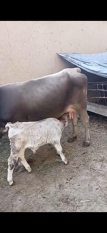 inək: Süd inəyi balası ilə birlikdə - Cins: boz rəngli süd istiqamətli — 3