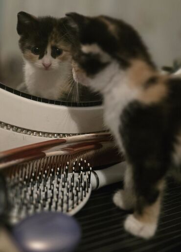 Pişiklər: Dişi, Yaxşı əllərə — 9