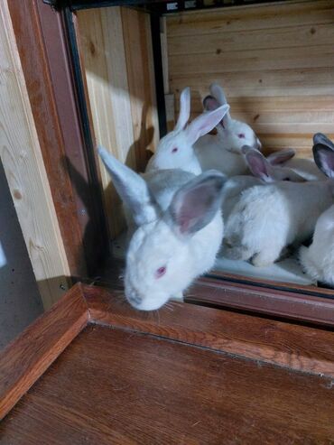 Gəmiricilər: 10azndan - 20azna qədər qiymetler deyişir Diri çəkiləri 1kq -3kq -da lalafo.az — 11 Gəmiricilər: 10azndan - 20azna qədər qiymetler deyişir Diri çəkiləri 1kq -3kq — 11