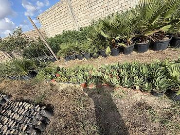 Саженцы растений: Aloe vera 50 ədəd var. Tək tək 5 manat topdan 4 manat. Ünvan Binə — 4