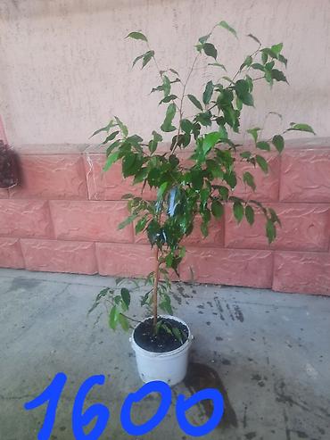 Замиокулькас (Долларовое дерево): Замиакулькас и др. цветы. район восток-5 — 2