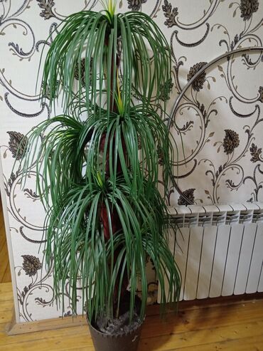 Otaq bitkiləri: Suni palma ağacları. 1.80 1.30 uzunluqlarindadir. Təcili satılır