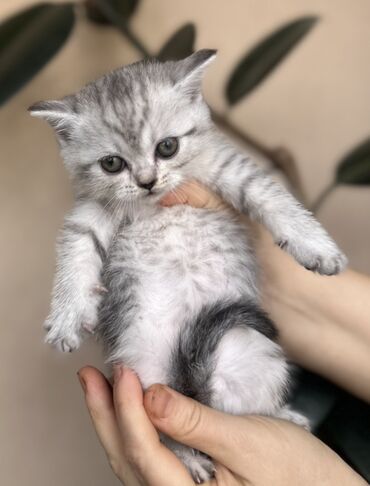 Pişiklər: Şotland — 26