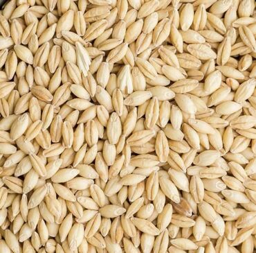 зерновой: Семена и саженцы Ячменя, Самовывоз, Бесплатная доставка, Платная доставка