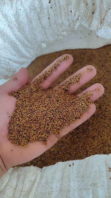 Digər bitkilər: Məhsul: Yonca (alfalfa) toxumu Təsvir: - Xırda dənəli, sarı-qəhvəyi