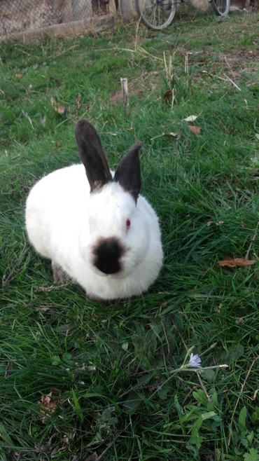 Декоративные кролики: Кролики — 5