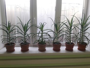 цитрусовые растения: Продаю алоэ разного возраста 1,5-2-3-5-7 лет . г.Каракол. Цена от