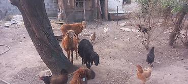 продаю собаки: Продаю | Ягненок | Полукровка | Для разведения | Ярка — 9