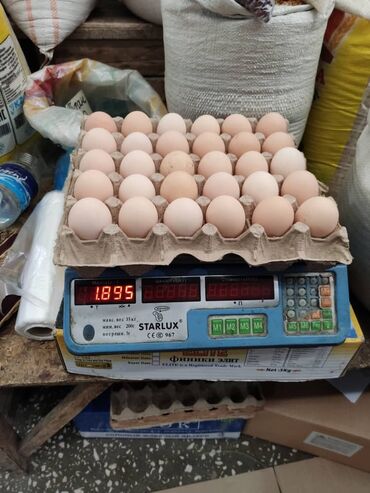 белая река творог цена in Кыргызстан | МОЛОЧНЫЕ ПРОДУКТЫ И ЯЙЦА: Домашнее яйцо цена от 7,5 с доставкойСвое хозяйство отличный для