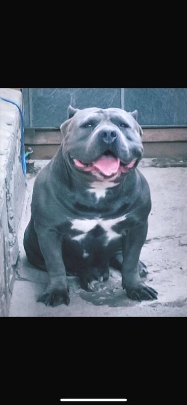 Продажа собак: Американский булли, 1 месяц, Самец, С родословной, С прививкой — 18