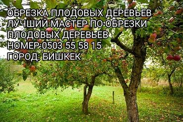 резак по дереву: 🍎 Обрезка яблок 🍎 🍐 Обрезка груши 🍐 🍒 Обрезка вишни 🍒 ☘️ Ещё много