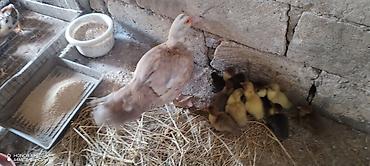 bala qoyun: Salam eleykum. Lavanda ordek ve 11 bala. Etlik cinsdir .3 gunlukdur — 1