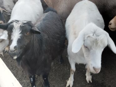 Козы, козлы: Продаю | Коза (самка) | На забой, Для молока — 2