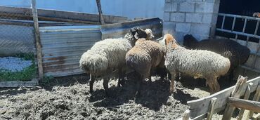 Бараны, овцы: Продаю | | На забой, Для разведения, Для шерсти