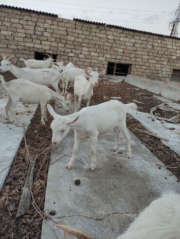 K/t heyvanları üçün mallar: 7 ədəd (6 dişi, 1 erkek) Təmiz qan Saanen keçiləri satılır. 5