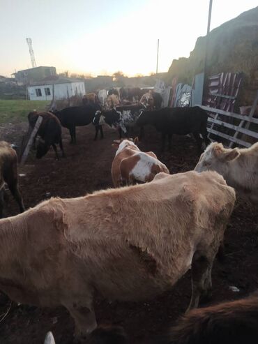 Inəklər, öküzlər: 30 ədəd inək, 16 düyə 26 dişi dana, 5 erkək dana,3 buzov satilir — 4