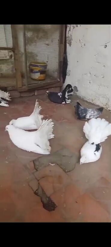 сколько стоит щенок акита ину: Salam pavlik göyərçinləri satılır Rusiya və Alman sortudu bir ədədi