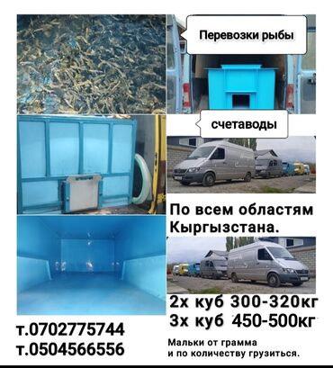 срочно продаю в связи с переездом: Услуги для перевозки живой рыбы в любую точку Кыргызстана