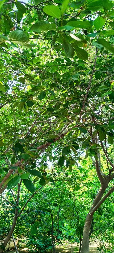 Torpaq sahələrinin satışı: 8 sot, Tikinti, Mülkiyyətçi, Kupça (Çıxarış) -da lalafo.az — 17 Torpaq sahələrinin satışı: 8 sot, Tikinti, Mülkiyyətçi, Kupça (Çıxarış) — 17