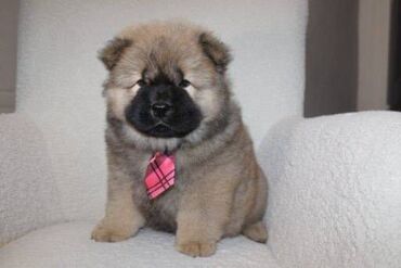 Psi: Stenci chow chow starosti dva meseca vrhunskog kvaliteta I potencijala — 6