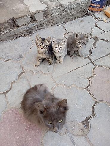 котята простые: Отдаю котят даром!!!! - Возраст на фото: примерно 1,5–2 месяца. - — 2