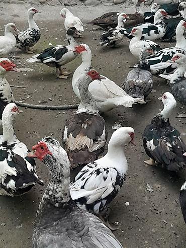 quşlar: Muscovy ördəkləri (indoşkalar) – müxtəlif rəng çeşidləri - Növ — 7