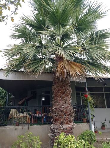 Tinglər: Xurma ve palma agaclari satilir