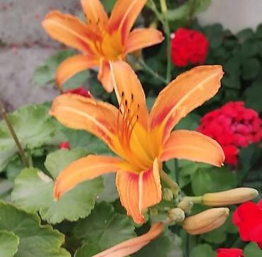 Bağ və bostan üçün digər məhsullar: - Zanbaq (Hemerocallis) – narıncı lecekli gül 8 azn satilir — 1