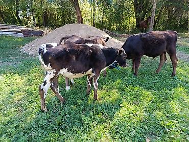 Коровы, быки: Продаю | Бык (самец) | Алатауская at lalafo.kg — 10 Коровы, быки: Продаю | Бык (самец) | Алатауская — 10