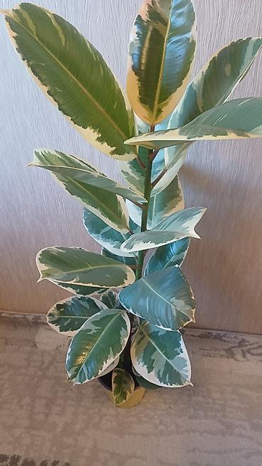 Фикусы: Фикус эластика вариегатный (Ficus elastica Tineke). - Высота растения — 6