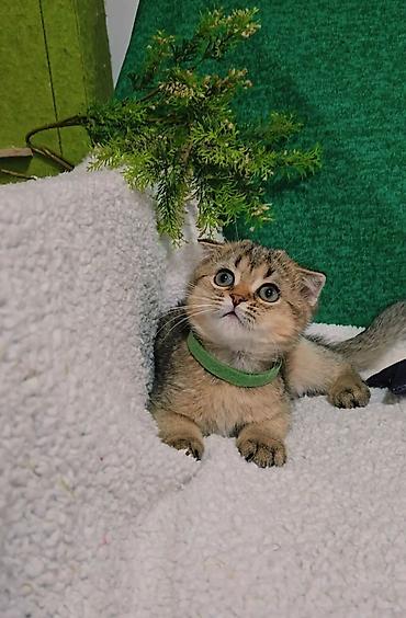 кошка мальчик: Шотландские котята — 5