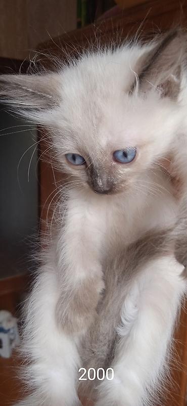 Мышыктар: Котята, домашние, пушистые, приучены к лотку. Окрас и глаза: - Рыжий — 2