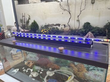 akvarium baliqlari satilir: Akvarium satılır üstündəkilərlə (led lampa,hava veren,su qızdırıcı və