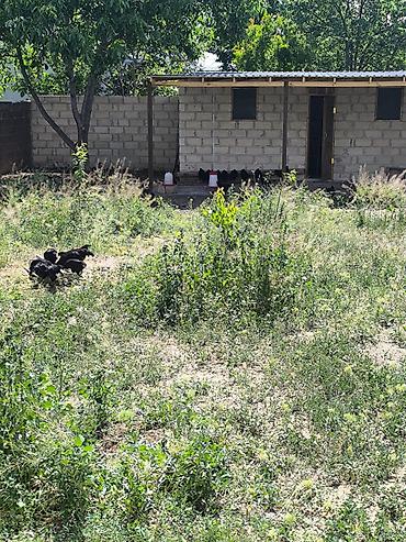 ev pisikleri satışı: Təmiz Alman qanı Avstrolop Xoruzdarı satılır 4 aylıqdı ciddi olanlar — 2