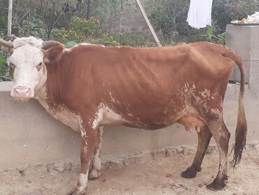 simmental inəklər: Dişi, Simental, il: 1, 130 kq, Südlük, Ətlik, Damazlıq, Ödənişli çatdırılma, Ünvandan götürmə