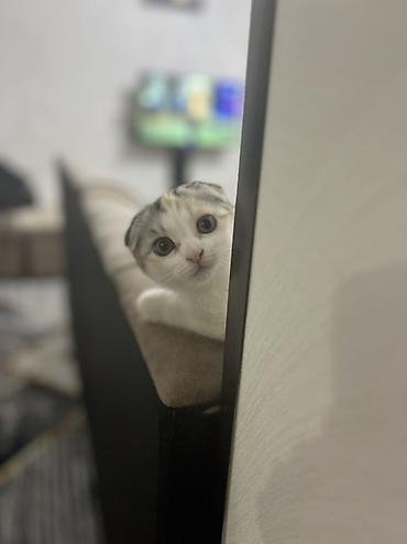 бенгальский кот характер: Шотландский вислоухий котёнок (Scottish Fold) - Окрас: трёхцветный — 2